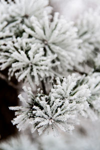 Close-up of white flowers