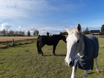 Horses standing in ranch against sky