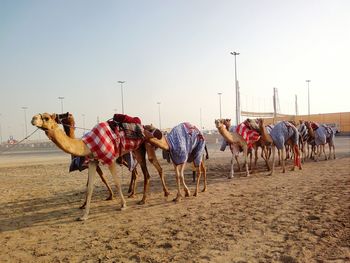 People walking on sand dune