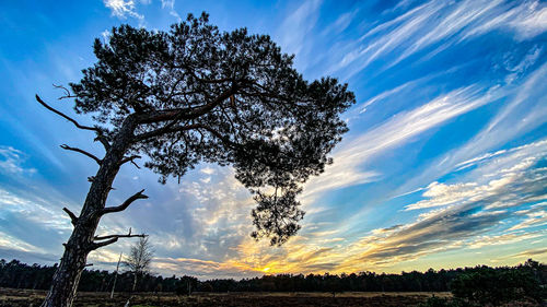 Silhouette trees on field against sky at sunset