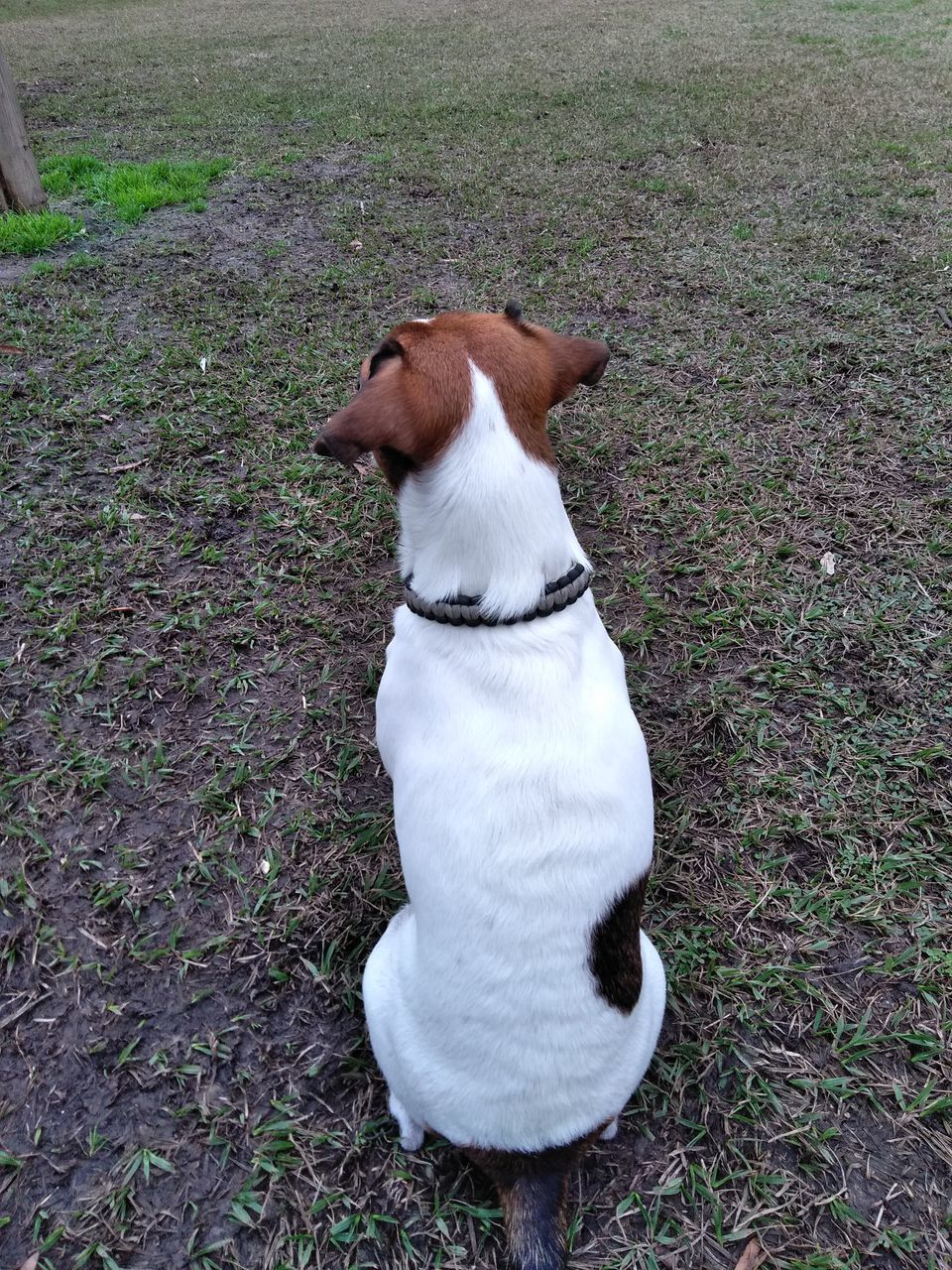 DOG SITTING ON FIELD BY GRASS