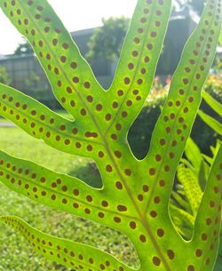 Close-up of succulent plant