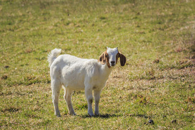 Sheep standing on field