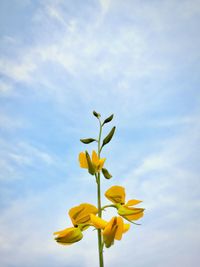 Close-up of yellow flowers blooming against sky