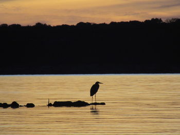 Silhouette birds on sea against sky during sunset