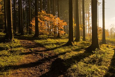 Trees in forest during autumn