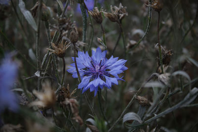 Close-up of purple flowering plant on field