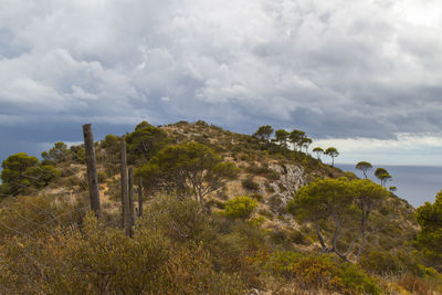 Trees on mountain against sky