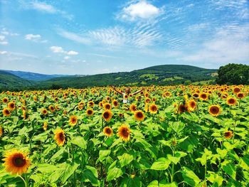 Scenic view of sunflower field against cloudy sky