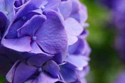 Close-up of purple hydrangea flowers