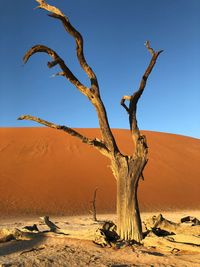 Dead tree on desert against sky