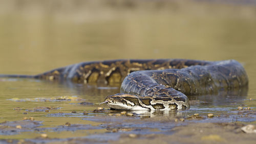 View of crab in lake