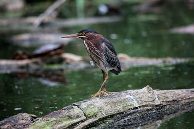 Green heron perching on a fallen tree stump in an algae laden pond 