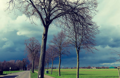 Bare tree on field against sky