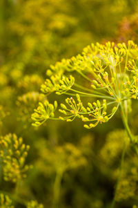 Close-up of yellow flowering plant on field