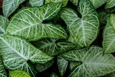 Full frame shot of fresh green plant