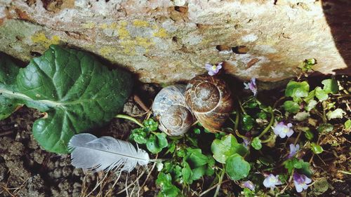 High angle view of shells on ground