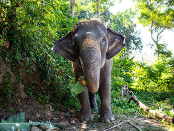 Elephant in forest