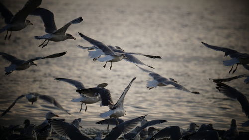 Flock of seagulls flying at the beach