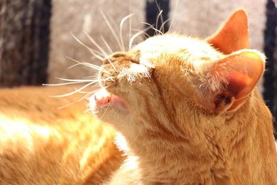 Close-up of a cat