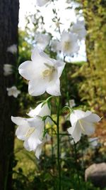 Close-up of white flowering plant