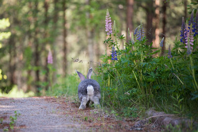 Dog in park