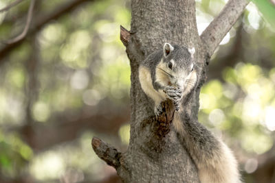 Close-up of squirrel on tree trunk