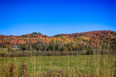 Scenic view of trees on field against clear blue sky