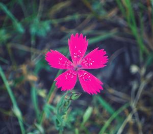 Close-up of pink flower blooming outdoors