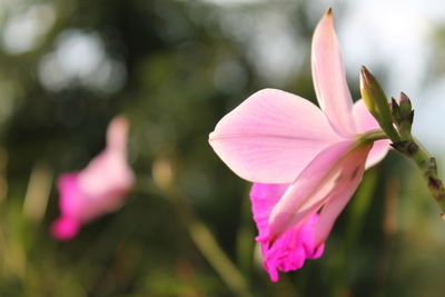 Close-up of pink flower