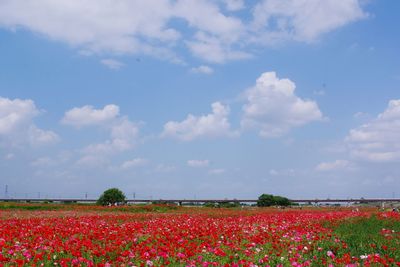 Scenic view of flowering plants on field against sky