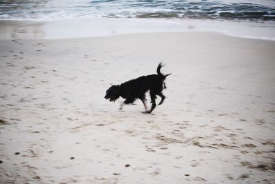 Dog on beach