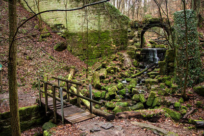 Plants and trees in forest