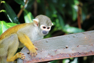 Portrait of monkey on tree