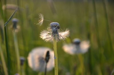 Close-up of dandelion flower on field