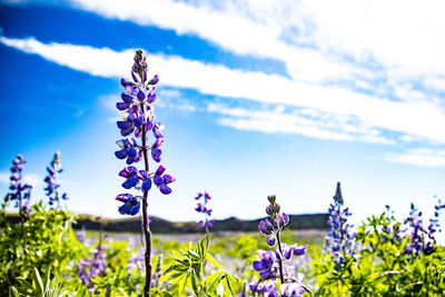 Close-up of purple flowering plants on field against sky