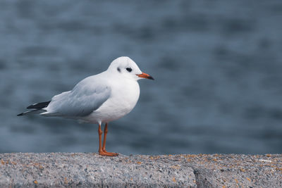 Seagull perching on retaining wall