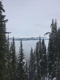 Pine trees on snow covered mountain against sky