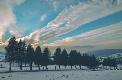 Trees on field against sky during winter