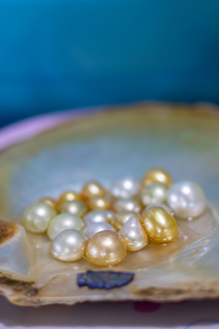 CLOSE-UP OF SHELLS IN PLATE