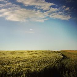 Scenic view of field against sky