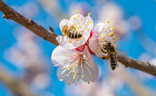 Close-up of cherry blossom