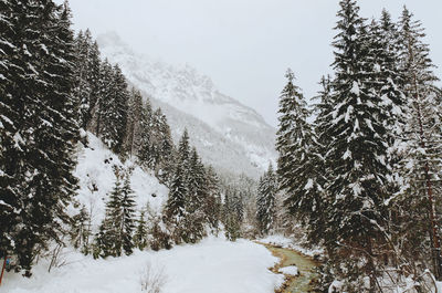 Snow covered pine trees in forest against sky