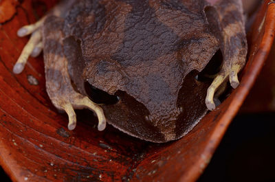 Close-up of lizard