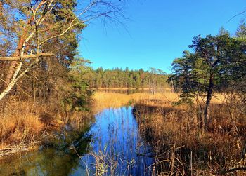 Scenic view of lake in forest against clear blue sky