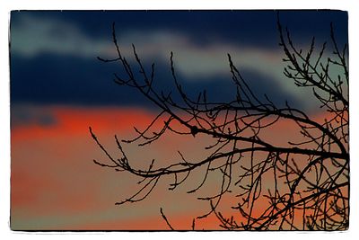 Bare tree against sky during sunset