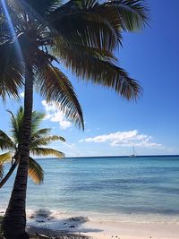 Palm tree by sea against sky