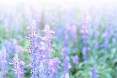 Close-up of purple flowers blooming outdoors