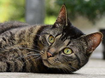 Close-up portrait of cat outdoors