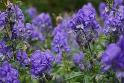 Close-up of purple flowers growing in park